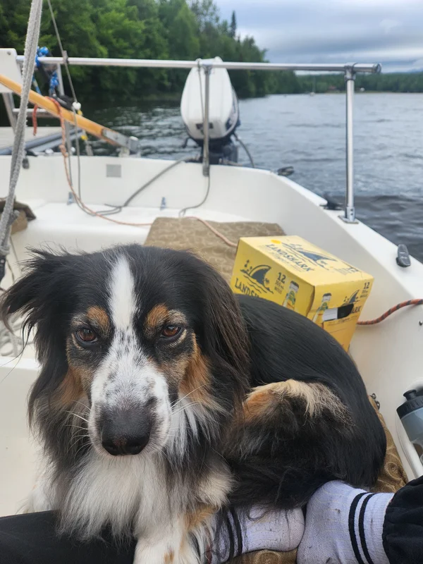 Walking with my dog in Montreal